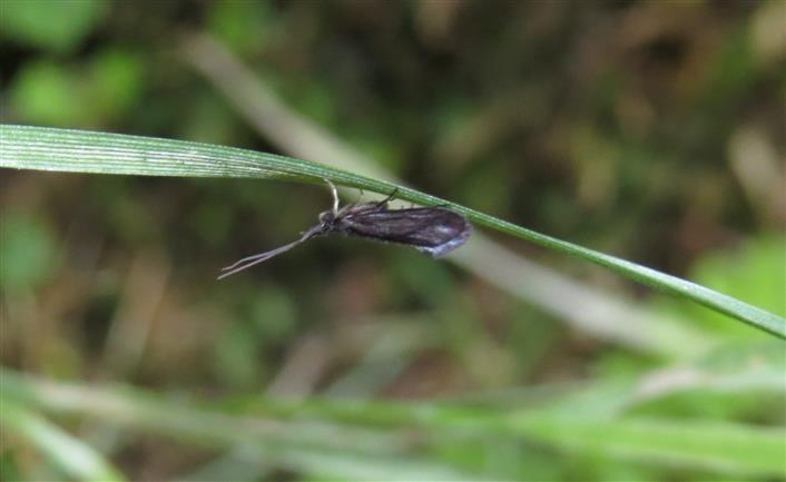 Trichoptera Lepidostomatidae